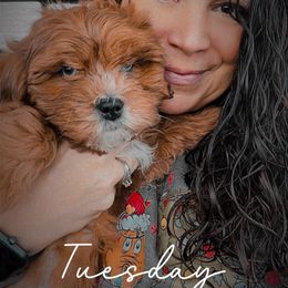 Assorted Doodle Crosses, Aussiedoodle, Australian Shepherd, Long Haired Weimaraner, Shihpoo, and Shih Tzu Puppies from Rockiń N Kennel