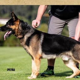 German Shepherds from Hanson Hill Farm, LLC