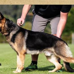 German Shepherds from Hanson Hill Farm, LLC
