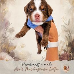 Rembrandt - Brown and white male Bernedoodle puppy in Atlanta, Georgia from Teddy Puppies