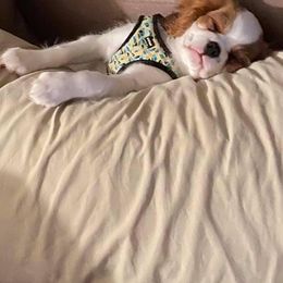 Cavalier King Charles Spaniel Puppies from Mapleview Cavalier King Charles Spaniels