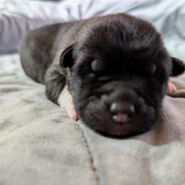 AKC Suki - Brown, black overlay female Akita puppy in Tombstone, Arizona from WeVolution Off-Grid