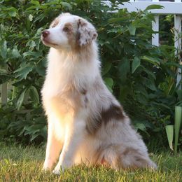 Australian Shepherds from Integrity Australian Shepherds