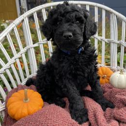 Poodle Puppies from Wilks Pups