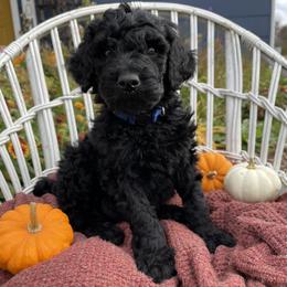 Poodle Puppies from Wilks Pups