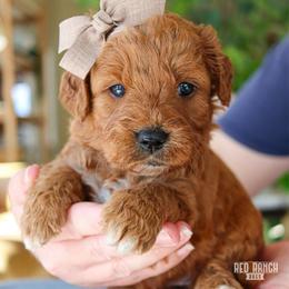 Starlight - Red  female Goldendoodle puppy in Salado, Texas from Red Ranch Dogs
