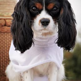 Aussiedoodles, Cavalier King Charles Spaniels, Cavapoos, and Toy Australian Shepherds from Darling Australians