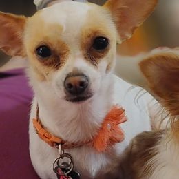 Chihuahuas from Stacey Scott's Chihuahuas