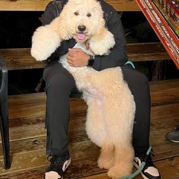 Goldendoodle and Saint Berdoodle All Grown Up from Golden Pond Doodle’s DFW