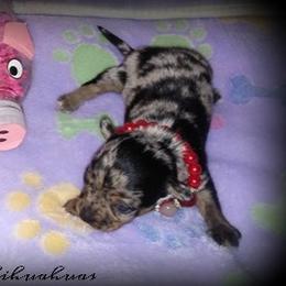 Chihuahua Puppies from Chilove Chihuahuas
