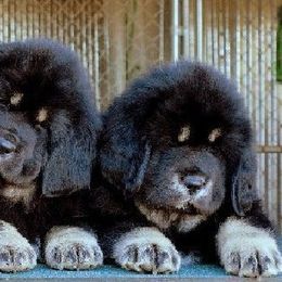 Tibetan Mastiff Puppies from DRAKYI TIBETAN MASTIFFS