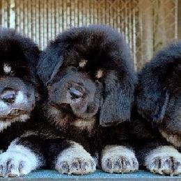 Tibetan Mastiff Puppies from DRAKYI TIBETAN MASTIFFS