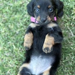 Breeze - Black and tan female Dachshund puppy in Kiowa, Oklahoma from Champion Dachshunds