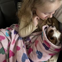 Cavalier King Charles Spaniel Puppies from Cavy Love