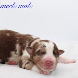 Peep - Australian Shepherd puppy in Coldwater, Michigan from Northern Star Australian Shepherds