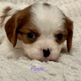 Cavalier King Charles Spaniel Puppies from Rhonda Davis