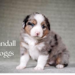 RANDALL BOGGS - Blue merle male Miniature American Shepherd puppy in Puyallup, Washington from FERGI’S GEMINI MAS