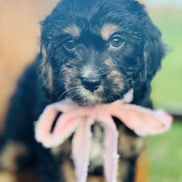 Girl girl - Tri-color female Cavapoo puppy in Somerset, Kentucky from Hilltop Doodles KY LLC