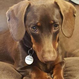 Dachshunds from Yukon Mini Dachshunds