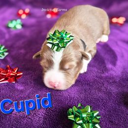 Cupid - Red tri-color male Australian Shepherd puppy in Smithfield, Utah from Invictus Farms