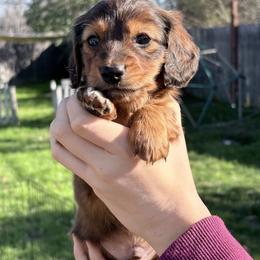 Boy 1 - Chocolate and tan male Dachshund puppy in Mather, California from English Cream Doxies
