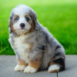 Convoy (socialization program student) - Merle male Bernedoodle puppy in Dundee, Ohio from Down Home Doodle