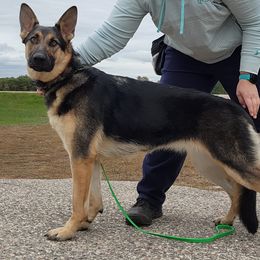 Bean - German Shepherd