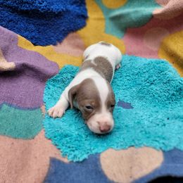Dachshund Puppies from One Love Doxies