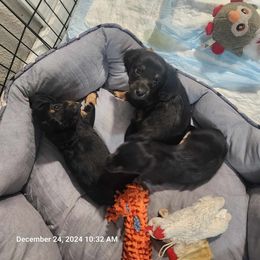 Dachshund and Yorkshire Terrier Puppies from Southern Sweetheart Kennels