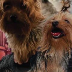Yorkshire Terriers from Royal Rush Kennels LLC
