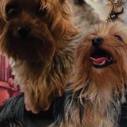 Yorkshire Terriers from Royal Rush Kennels LLC