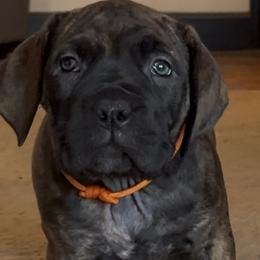 Orange collar female - Brindle female Boerboel puppy in Bon Aqua, Tennessee from Erickson Ranch Boerboels