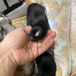 Boy 5 - Black tri male Toy Australian Shepherd puppy in Georgetown, Texas from Minikin Manor