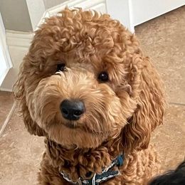 Brooks - Goldendoodle