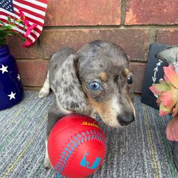 Prissy - Piebald female Dachshund puppy in Tribbey, Oklahoma from Skyview Doxie Ranch