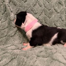 Nana-pink - Black and white female Border Collie puppy in St. Cloud, Florida from Marcy's Border Collies