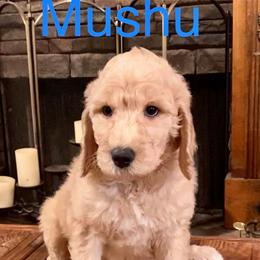 Bernedoodle and Goldendoodle Puppies from Owen Doodles