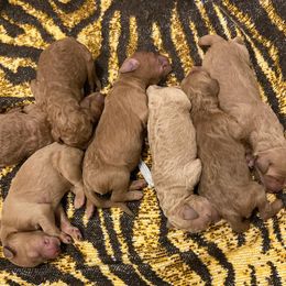 Goldendoodles from Willow’s Goldendoodles