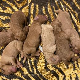 Goldendoodles from Willow’s Goldendoodles