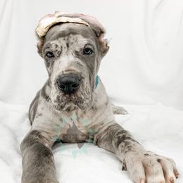 Dachshund, Great Dane, and Yorkshire Terrier Puppies from WZ Kennels