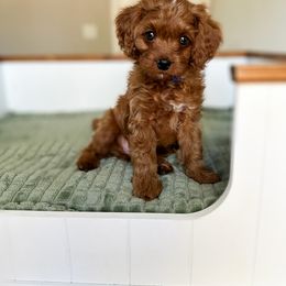 Cavapoo Puppies from Cutiepie Cavapoos
