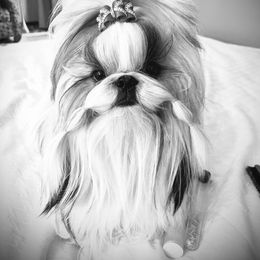 Sersi - Shih Tzu