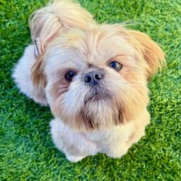 Winston - Shih Tzu