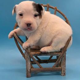 Domino - Tri-colored male Parson Russell Terrier puppy in Menifee, California from Wendover Terriers