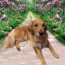 Golden Retriever puppies from Goldens of Heritage Oaks