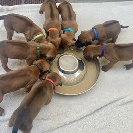 Red - Rd whtn blk nose female Rhodesian Ridgeback puppy in Chico, California from Keefer Ridge Rhodesian Ridgebacks