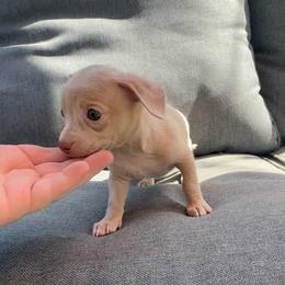 Moose - Merle male Chihuahua puppy in Alvord, Texas from Gift of Gods Favor