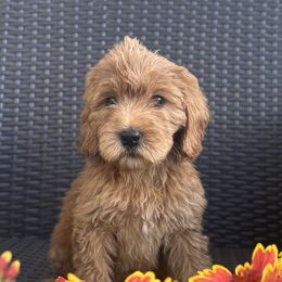 Girl 2 - Red female Australian Labradoodle puppy in Morristown, New Jersey from English Manor Labradoodles