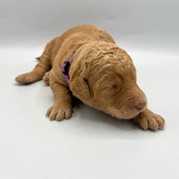 Fairy - Apricot female Goldendoodle puppy in Mount Pleasant, Tennessee from Doodle My Heart