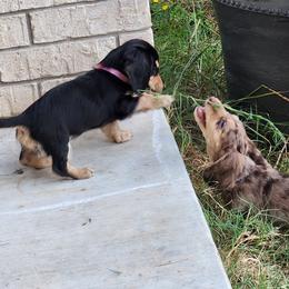 Dachshund Puppies from Faith & Grace Doxies